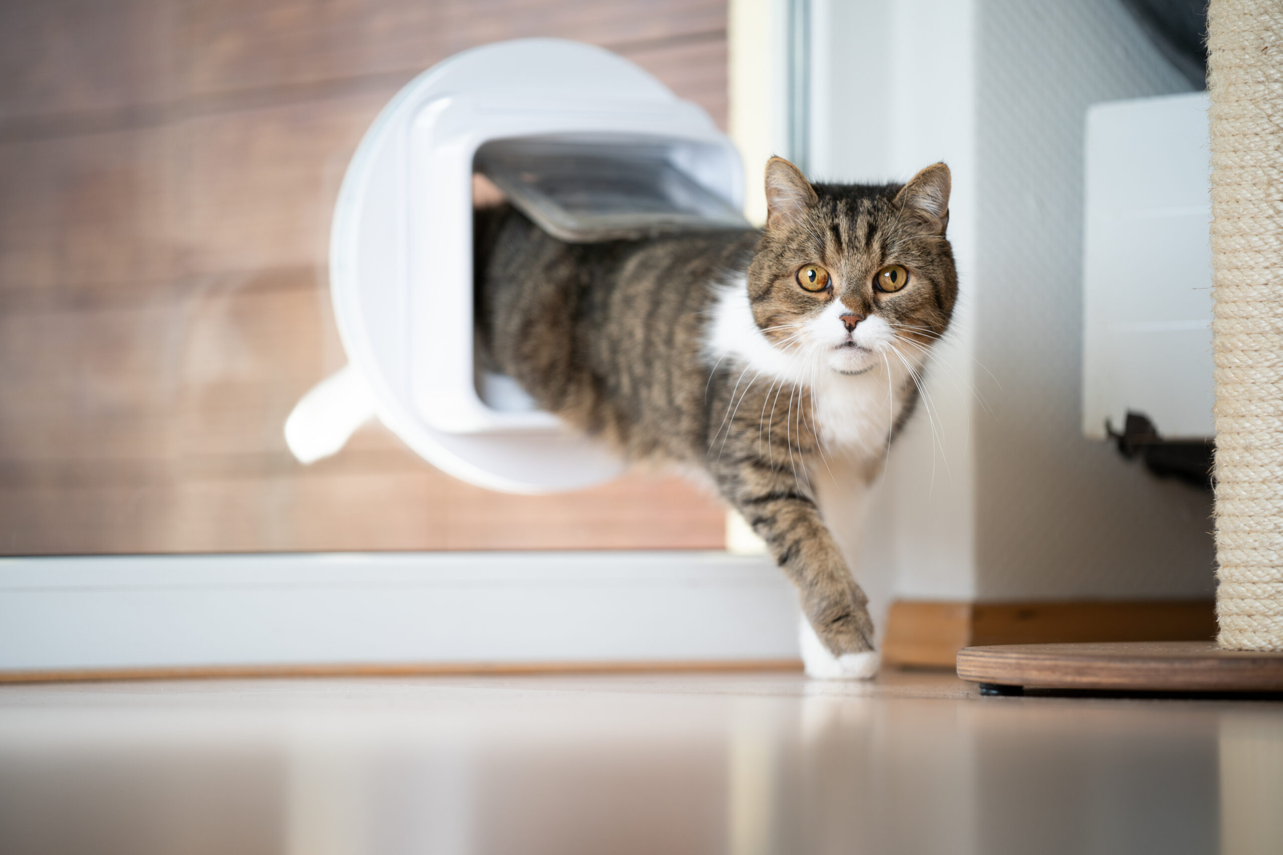 Cat door with store flap