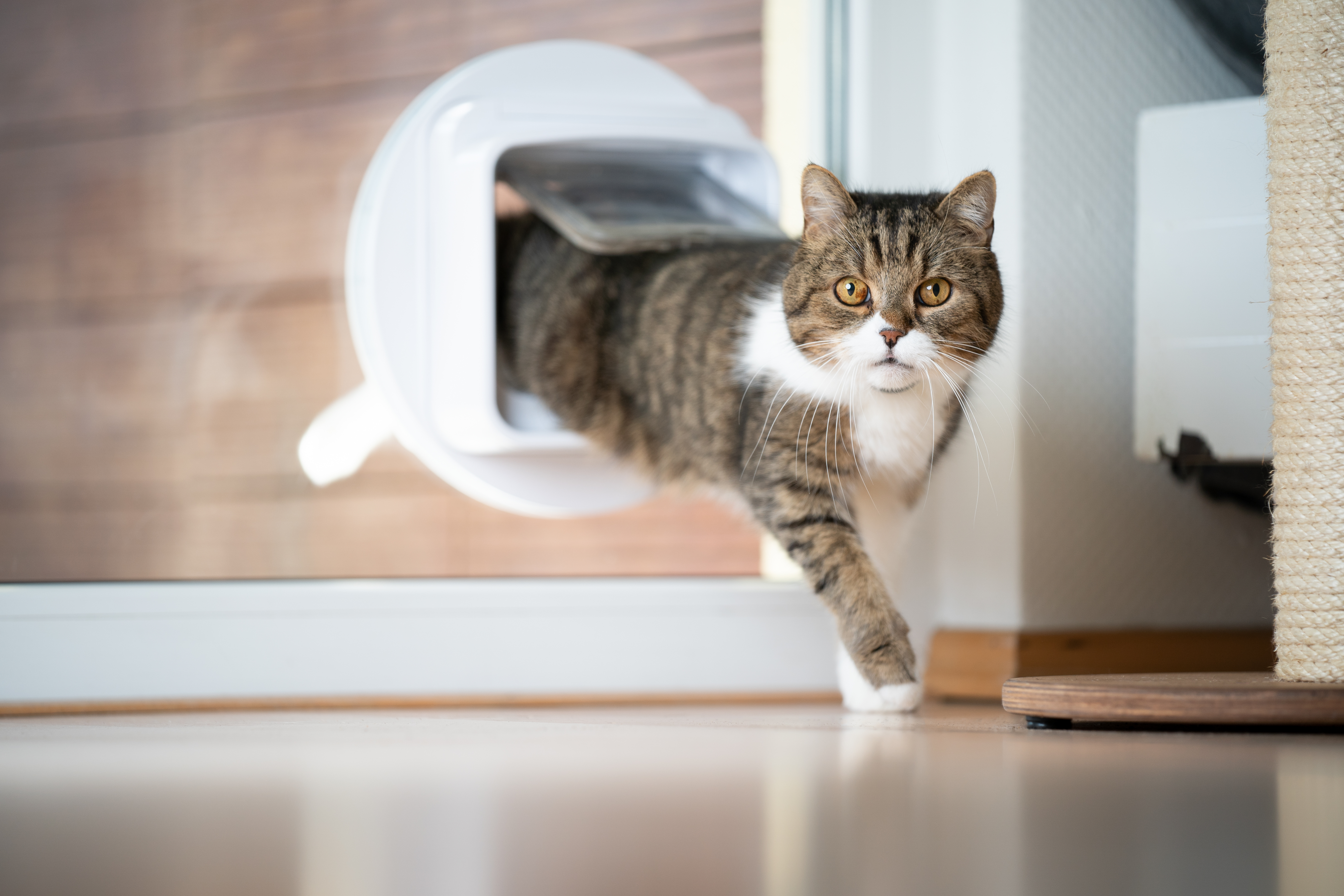 Fitting a dog clearance flap